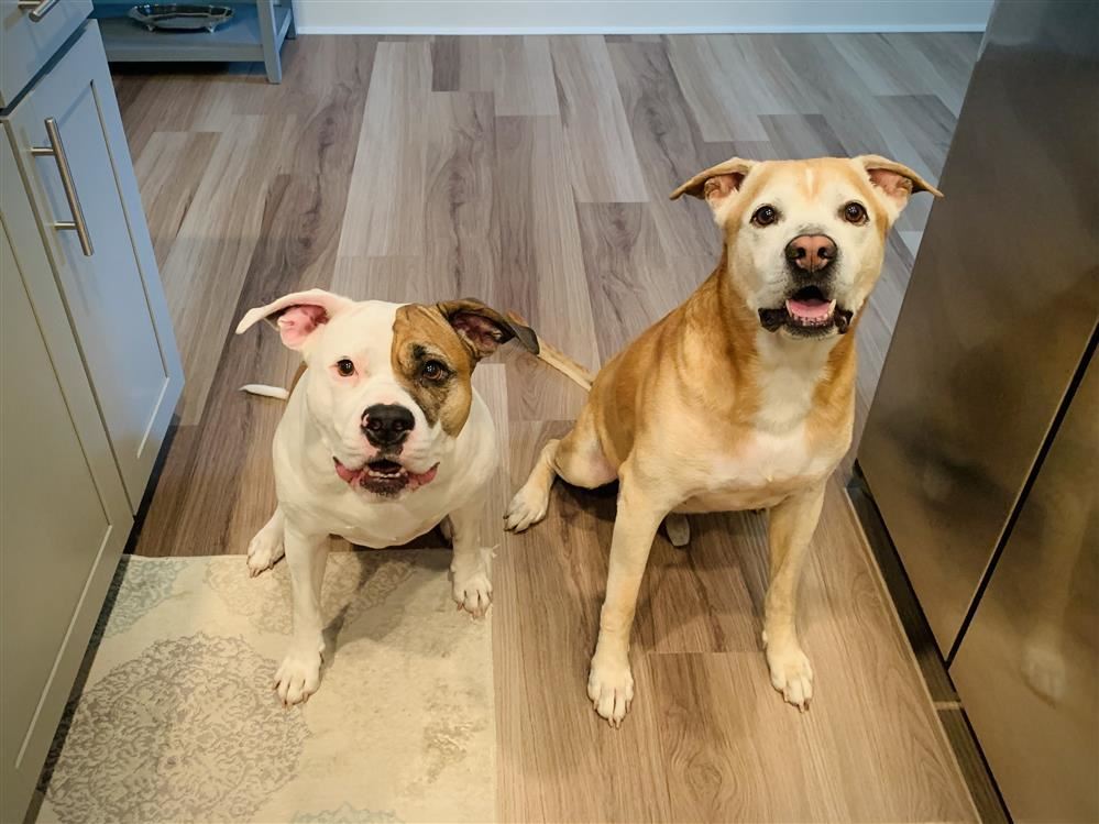 dogs