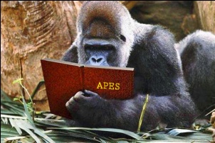 picture of an ape reading APES book 