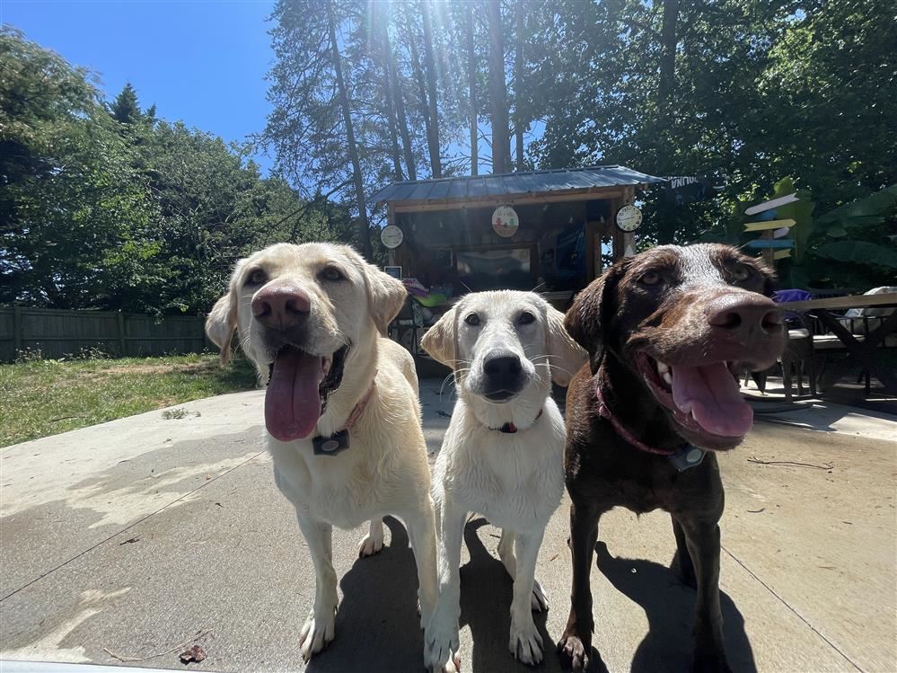 My Fur Babies at our pool!!