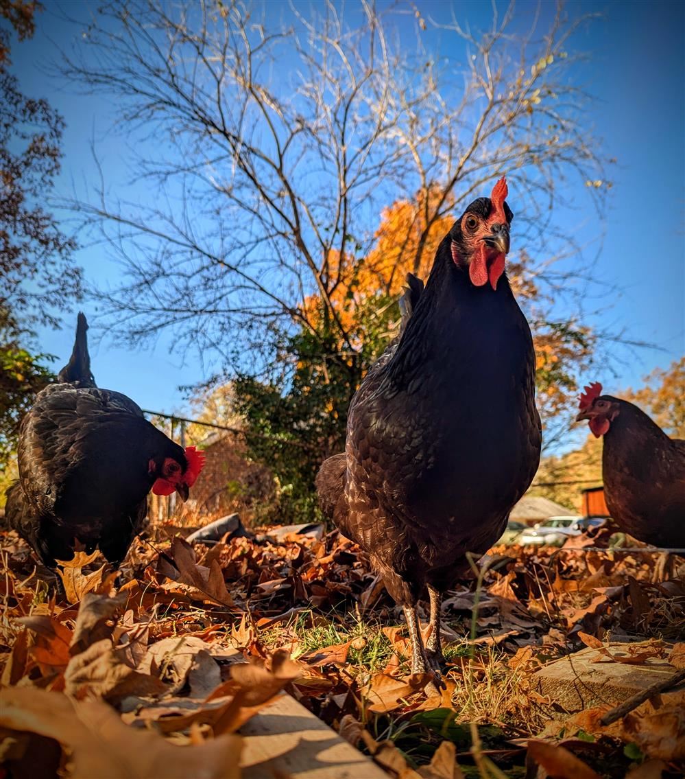 Photo of three chickens standing in fallen leaves against a blue sky