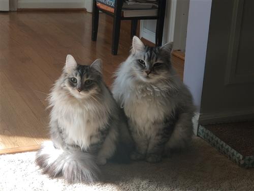 Princess Pippy and Princess Pepper 