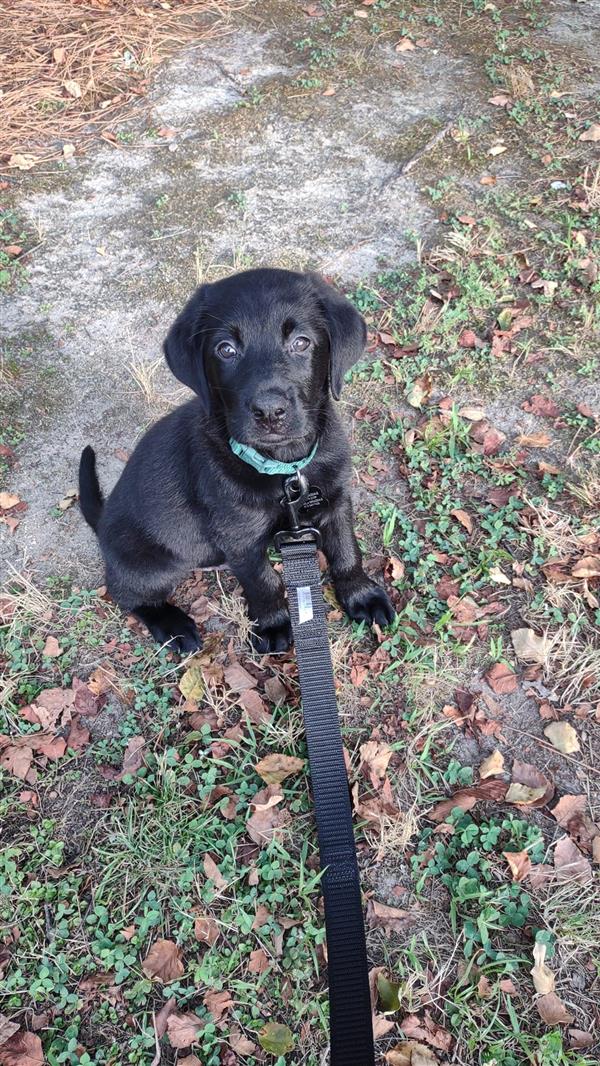 Ms. Kroll's dog Ozzie Maddux
